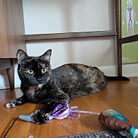 adopt a pet