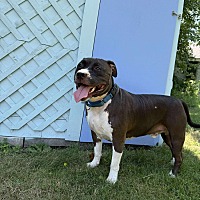 adopt a pet