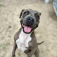 adopt a pet