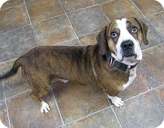 basset hound bull mastiff mix