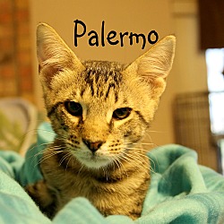 Thumbnail photo of Palermo #2