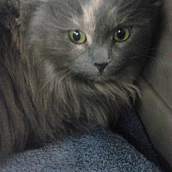 Thumbnail photo of Sasha (LAP CAT&LOVER) #2