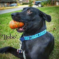 Thumbnail photo of Hobo #4
