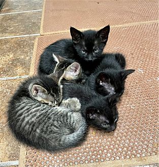 Petsmart declaw shop