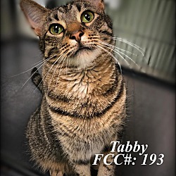 Thumbnail photo of Tabby #2