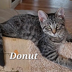 Photo of Donut