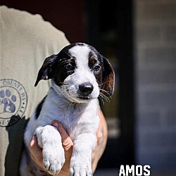 Photo of D106 litter Amos