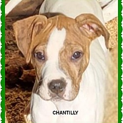 Thumbnail photo of Chantilly #3