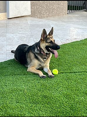 Las Vegas, NV - German Shepherd Dog. Meet Harley a Pet for Adoption ...