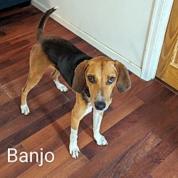 Photo of Banjo Talbot