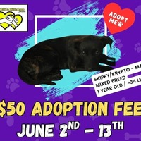 adopt a pet