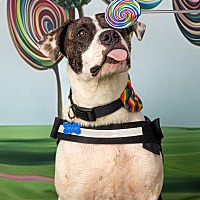 adopt a pet