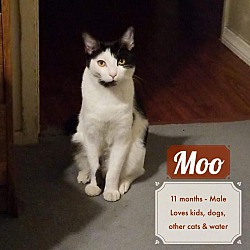 Thumbnail photo of Moo #1