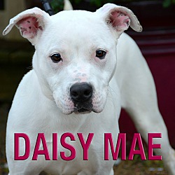 Thumbnail photo of Daisy Mae #1