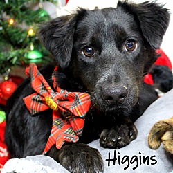 Thumbnail photo of Higgins ~ meet me! #2
