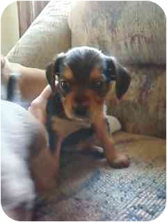 beagle yorkie puppies