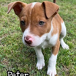 Photo of Peter