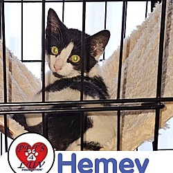 Photo of Hemey