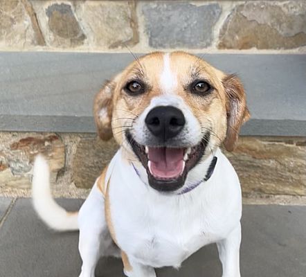 Wake Forest, NC - Jack Russell Terrier/Beagle. Meet Poppy a Pet for ...