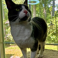 adopt a pet
