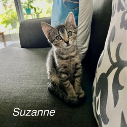 Thumbnail photo of Suzanne #1