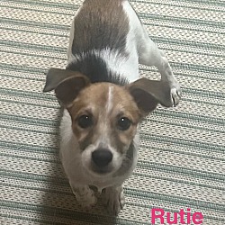 Thumbnail photo of Rutie #2