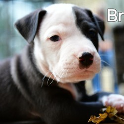 Thumbnail photo of Bradrick #1