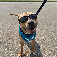 adopt a pet