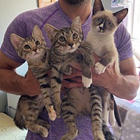 adopt a pet