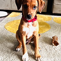 adopt a pet