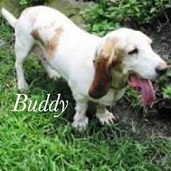 Thumbnail photo of Buddy #3