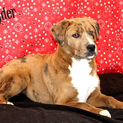 Thumbnail photo of Ryder~adopted! #2