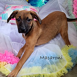 Thumbnail photo of Macaroni~adopted! #1
