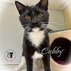Photo of Cubby
