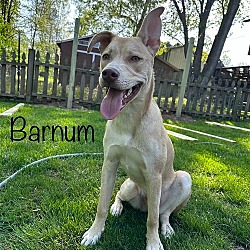 Photo of Barnum
