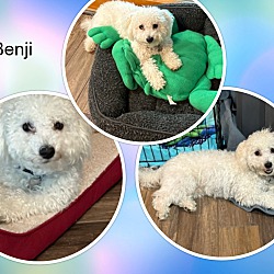 Photo of Adopted!! Benji - IN