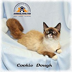 Photo of Cookie Dough