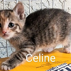 Photo of Celine