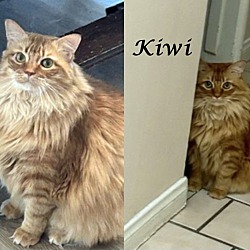 Photo of KIWI (adopt w/Momma Cat)