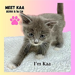 Photo of CAT-ZF2 KAA