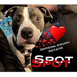 Photo of Spot