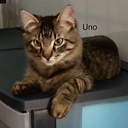 Thumbnail photo of Uno #2