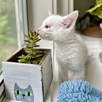 adopt a pet