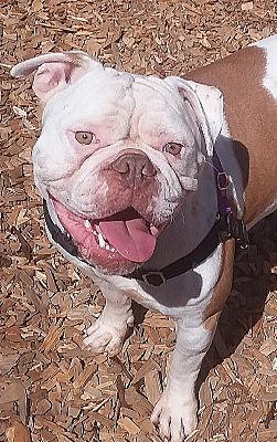Lynnwood Wa American Bulldog Meet Bourbon A Pet For Adoption Adoptapet Com