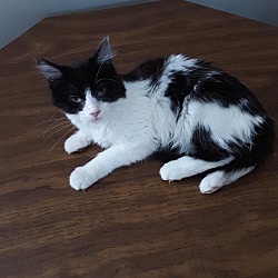 Thumbnail photo of Patches "A Fine Young Kittty" #1