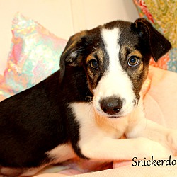 Thumbnail photo of Snickerdoodle~adopted! #2