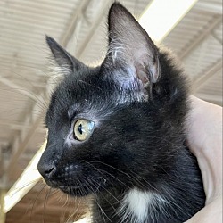 Photo of Gideon
