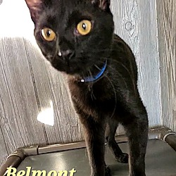 Thumbnail photo of Belmont #1