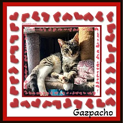 Photo of Gazpacho Be My Valentine