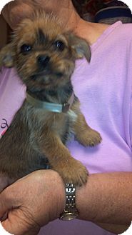 Griffon cheap yorkie mix